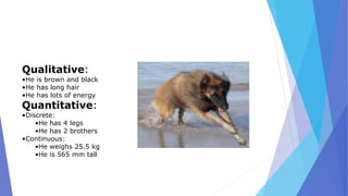 Qualitative:
•He is brown and black
•He has long hair
•He has lots of energy
Quantitative:
•Discrete:
•He has 4 legs
•He has 2 brothers
•Continuous:
•He weighs 25.5 kg
•He is 565 mm tall
 